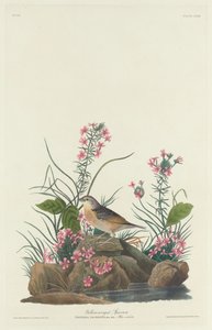 Yellow-winged Sparrow