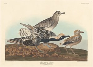 Black-bellied Plover