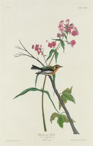 Blackburnian Warbler