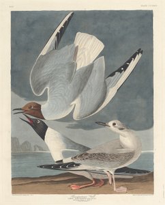 Bonapartian Gull by Robert Havell after John James Audubon