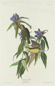 Connecticut Warbler