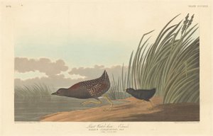 Least Water-hen
