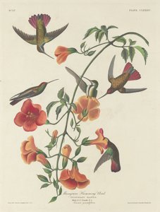 Mangrove Humming Bird