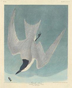 Marsh Tern by Robert Havell after John James Audubon