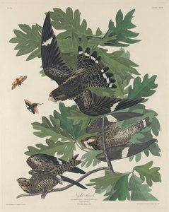Night Hawk by Robert Havell after John James Audubon