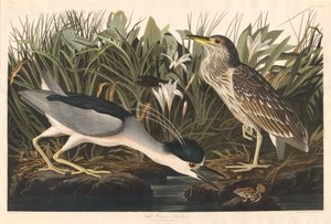 Night Heron or Qua Bird