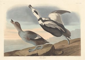 Pied Duck