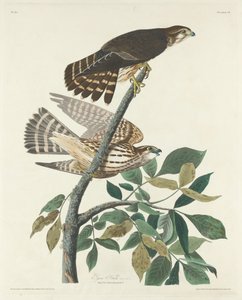 Pigeon Hawk by Robert Havell after John James Audubon