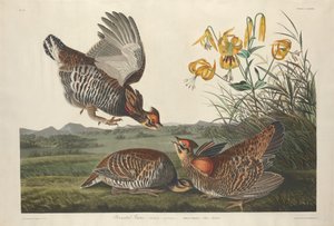 Pinnated Grouse