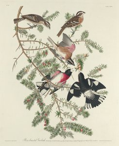 Rose-breasted Grosbeak
