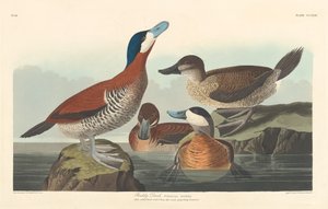 Ruddy Duck
