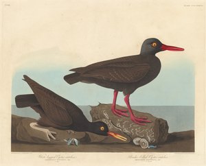 White-Legged Oyster-Catcher and Slender-Billed Oyster-Catcher