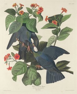 White-crowned Pigeon by Robert Havell after John James Audubon