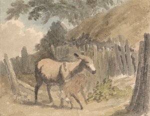 A Donkey and Foal by Robert Hills