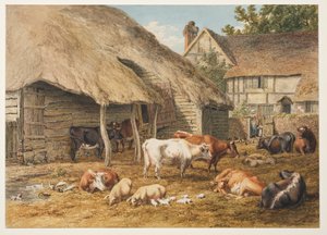 A Farmyard scene with cattle & pigs