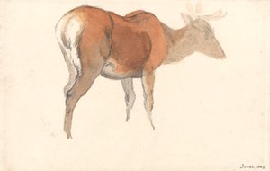 A Stag