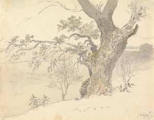 An Oak in Englefield Park by Robert Hills