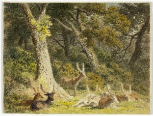 Deer Herd Resting