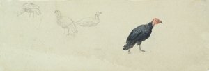 Studies of a Turkey by Robert Hills