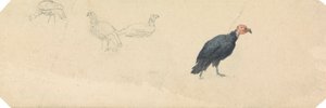 Studies of a Turkey by Robert Hills