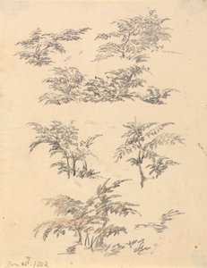 Study of Bracken by Robert Hills