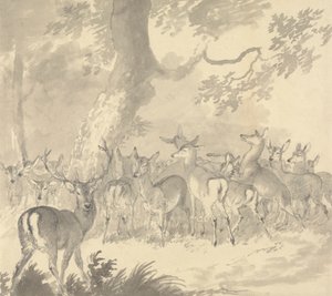 Study of a Deer: Stag in Foreground with a Group of Does and Fawns Under a Tree by Robert Hills