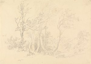 Study of a Holly Tree by Robert Hills