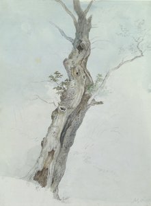 Tree Study by Robert Hills