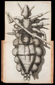 Foldout illustration of a louse on a strand of hair from Micrographia about observations through a microscope by Robert Hooke published in 1665 by Robert Hooke