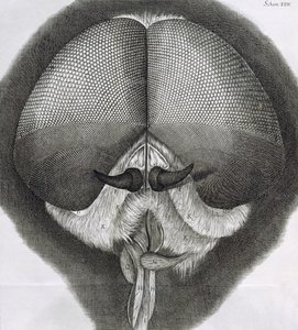 Grey Drone-Fly, Observation XXXIX from Hooke