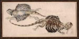Lizards