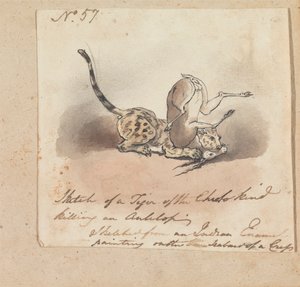 A Cheetah Killing an Antelope by Robert Mabon