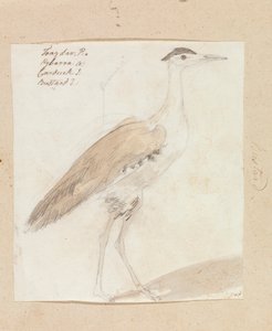 Great Indian Bustard by Robert Mabon