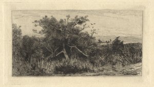 Gnarled Tree