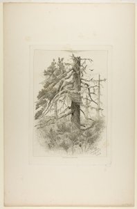 Old Trees at Naushon Island by Robert Swain Gifford