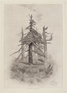 Old Trees at Naushon Island [plate 2] by Robert Swain Gifford