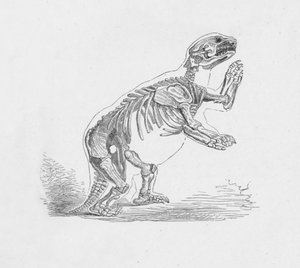 Skeleton of the Mylodon Darwinii