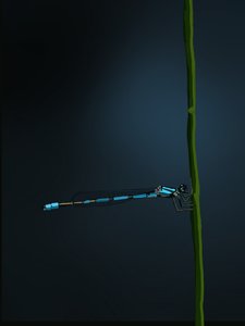 Damselfly by Roberta Murray