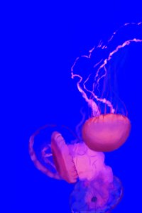 Jellyfish, 2022