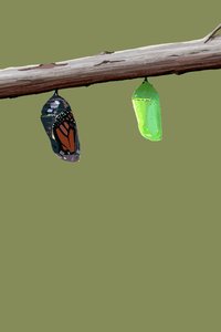Monarch Cocoons