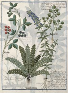 Ferns, Brambles and Flowers, Illustration from the Book of Simple Medicines by Mattheaus Platearius by Robinet Testard