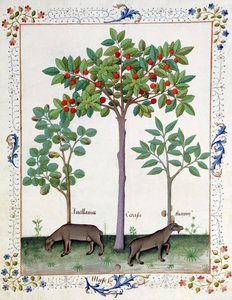 Hazelnut Bush and Cherry Tree, Illustration from the Book of Simple Medicines by Mattheaus Platearius