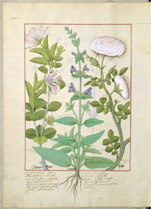 Honeysuckle, Sage and Rose, Illustration from The Book of Simple Medicines by Mattheaus Platearius