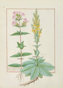 Illustration from the Book of Simple Medicines by Robinet Testard