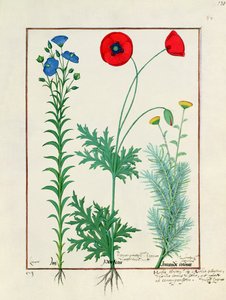 Linum, Garden Poppies and Abrotanum, Illustration from The Book of Simple Medicines, by Mattheaus Platearius