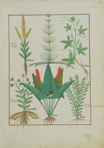 Top row: Maize, Equisetum and Labruscae flos. Bottom row: Daisy, Jarus and Marjoram, illustration from The Simple Book of Medicines, by Mattheaus Platearius, c.1470