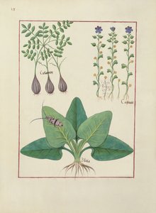 Illustration from the Book of Simple Medicines by Mattheaus Platearius, c.1470 by Robinet Testard