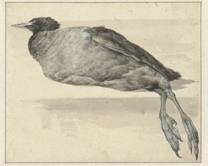 Dead Coot by Rochus van Veen