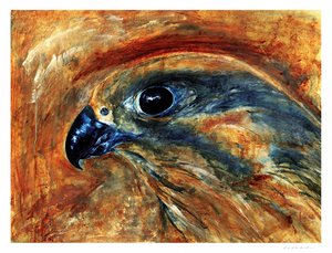 Keen Hawk Eye