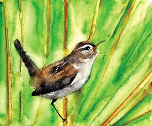 Singing Marsh Wren by RodMacIver